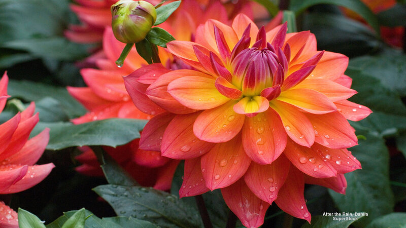 Dahlia Flower After Rain