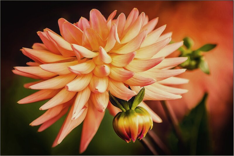 Dahlia Flower and Bud
