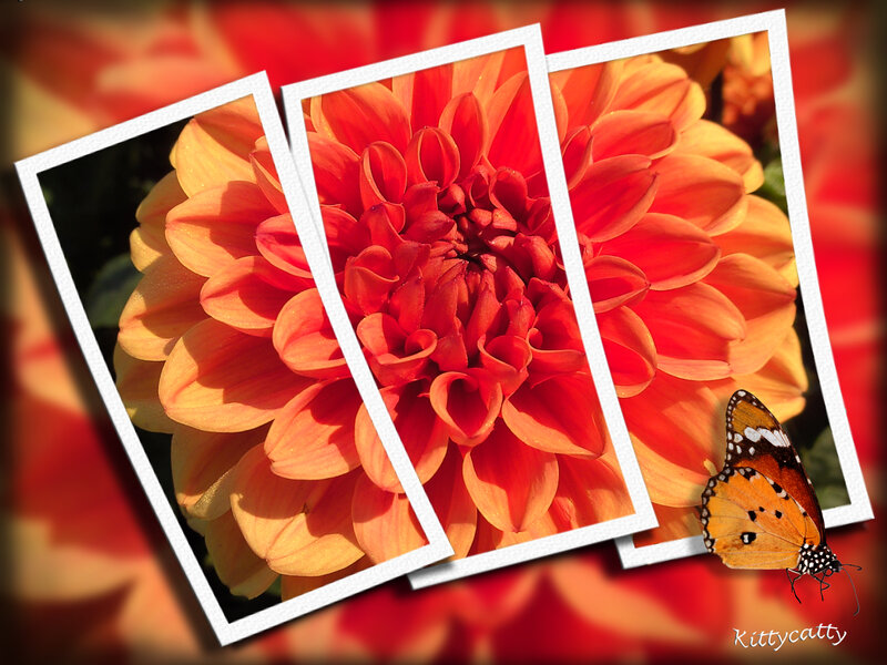Dahlia Flower and Butterfly