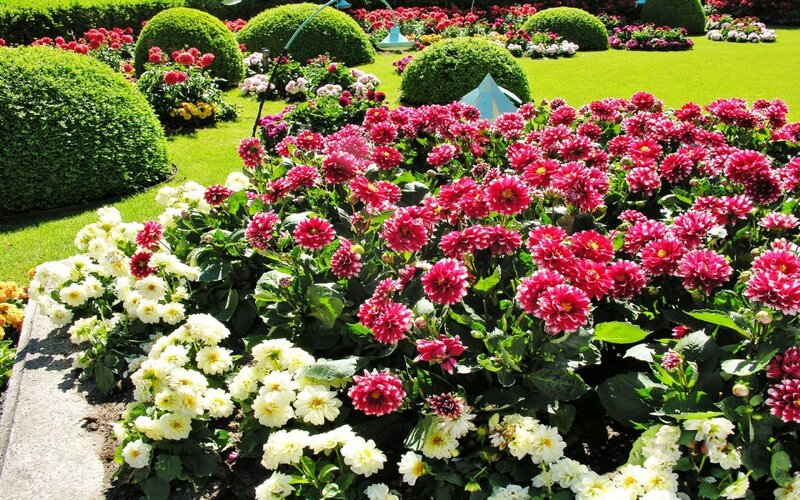 Dahlia Flower Bed