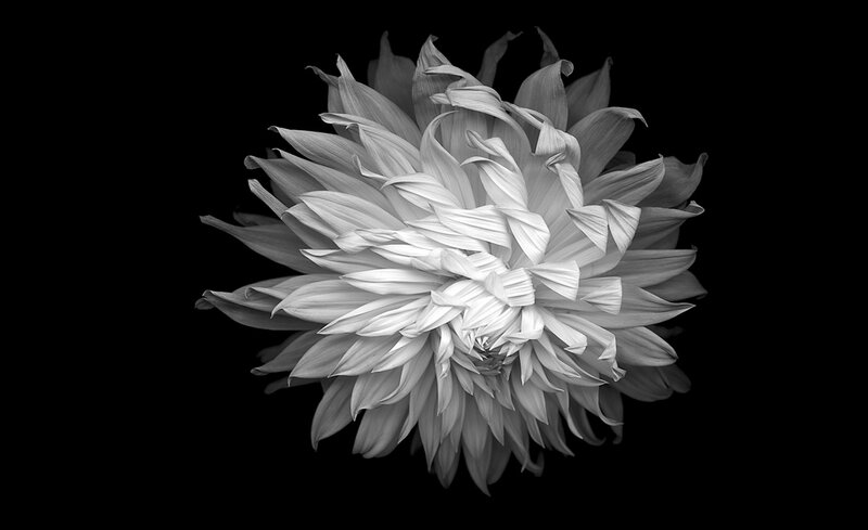 Dahlia Flower — Black