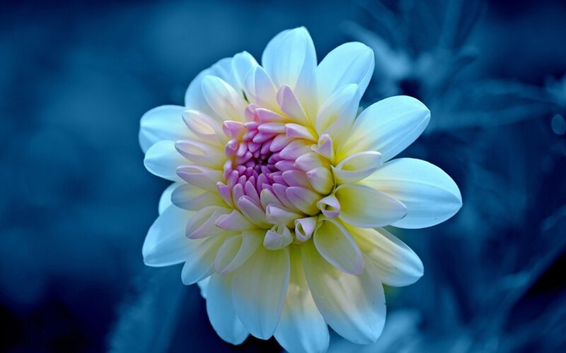 Dahlia Flower Bloom — Blue, Serene