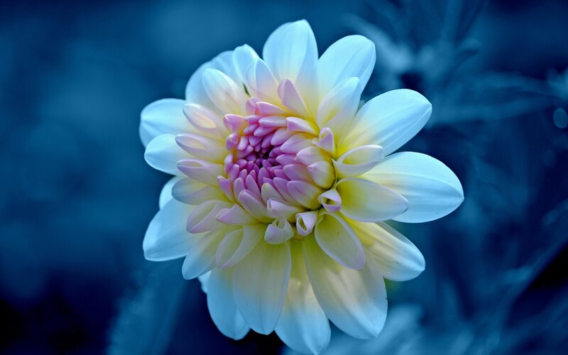 Dahlia Flower Bloom — Blue