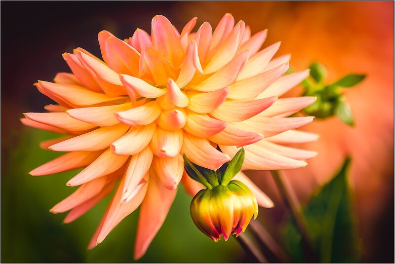 Dahlia Flower Bloom — Orange, Serene