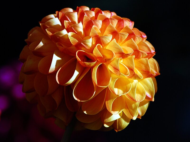 Dahlia Flower Bloom — Orange