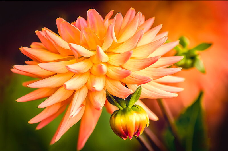 Dahlia Flower Bloom — Orange, Vibrant