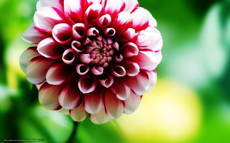 Dahlia Flower Bloom — Pink, Serene