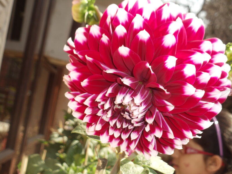 Dahlia Flower Bloom — Pink