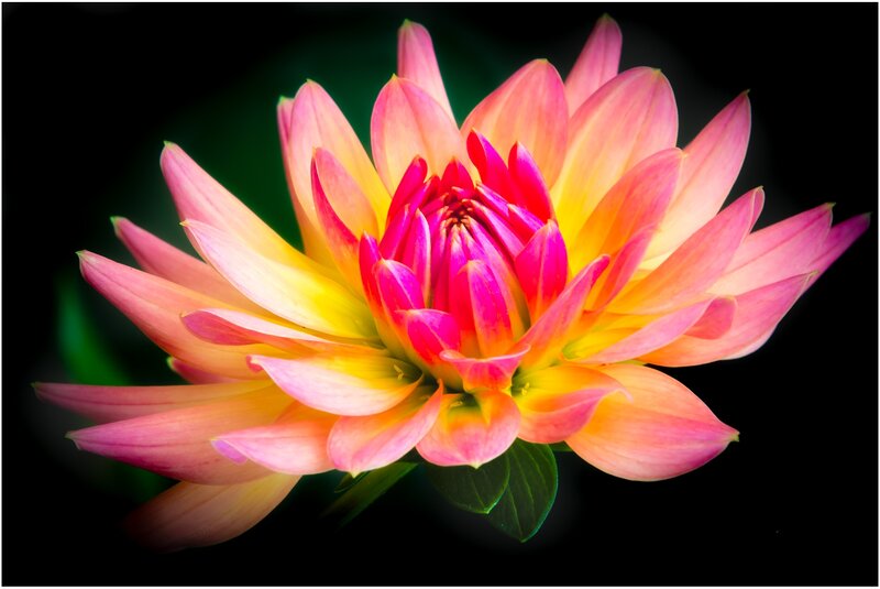 Dahlia Flower Bloom — Pink, Vibrant, Photograph