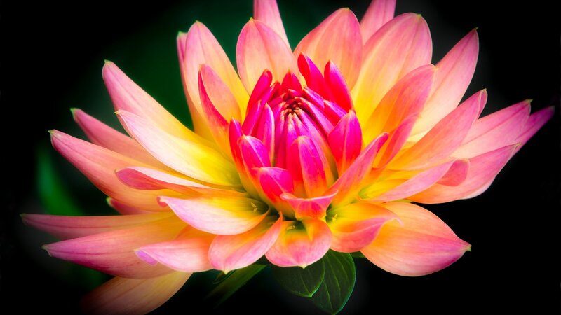 Dahlia Flower Bloom — Pink, Vibrant