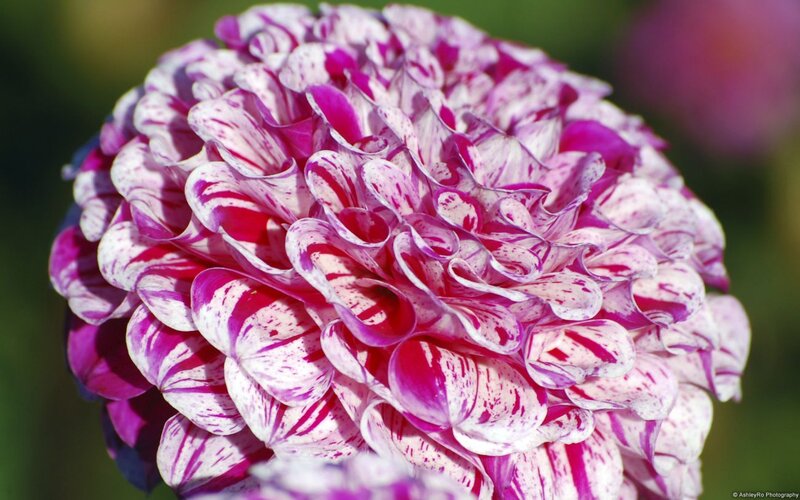 Dahlia Flower Bloom — Purple, Calm