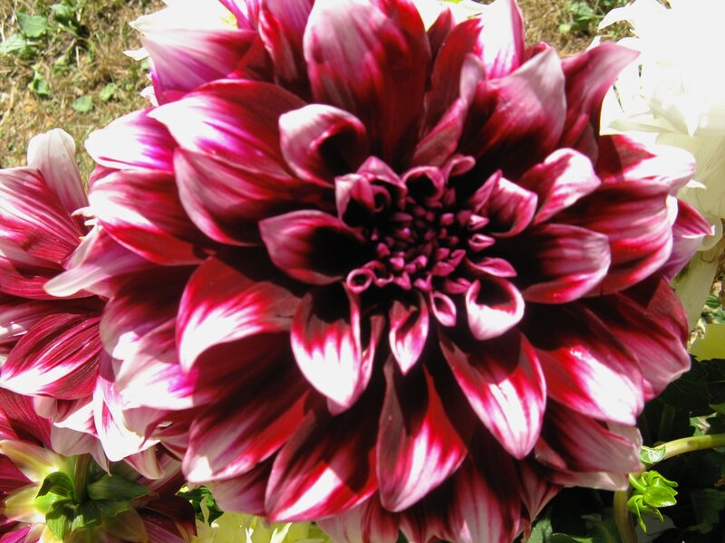 Dahlia Flower Bloom — Purple, Natural
