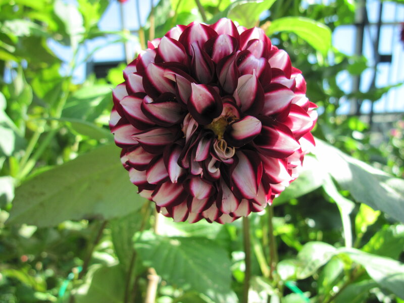 Dahlia Flower Bloom — Purple, Serene