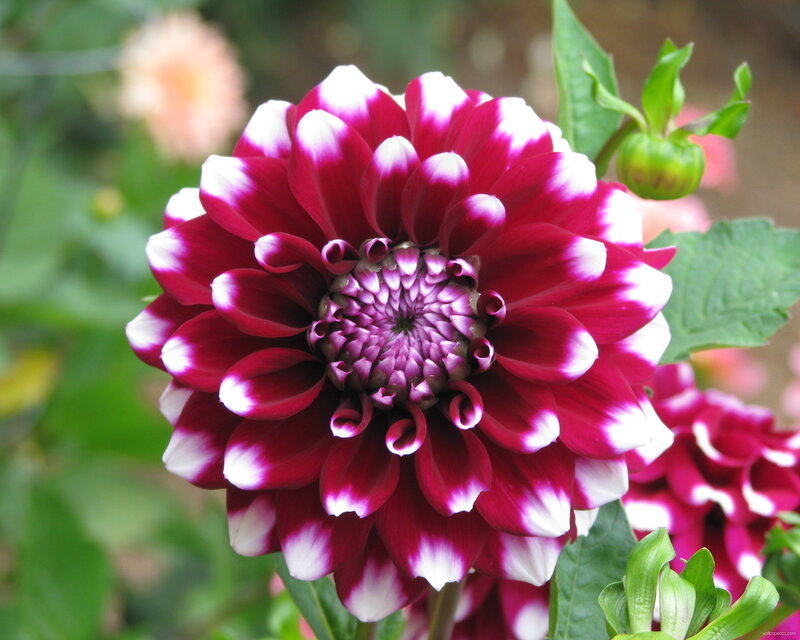 Dahlia Flower Bloom — Purple