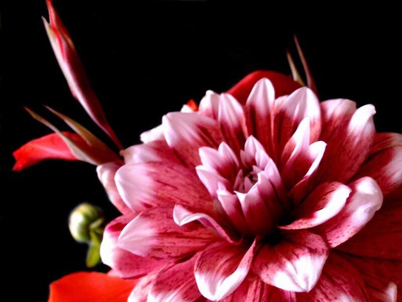 Dahlia Flower Bloom — Red