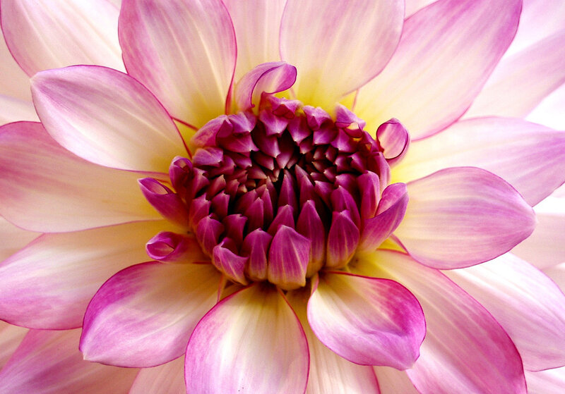 Dahlia Flower Bloom
