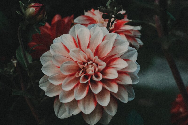 Dahlia Flower Bloom — White, Dark