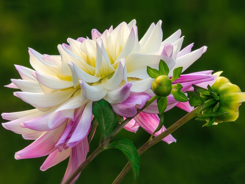 Dahlia Flower Bloom — White