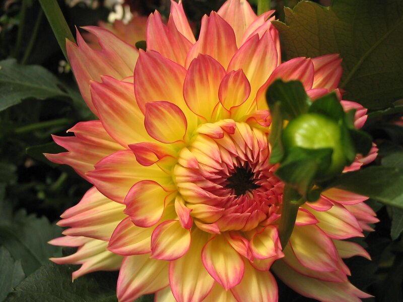 Dahlia Flower Bloom — Yellow, Natural