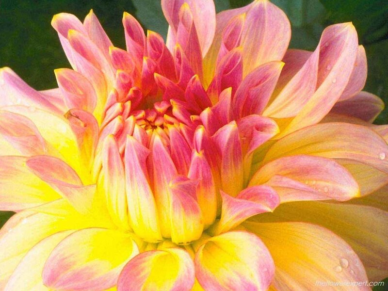 Dahlia Flower Bloom — Yellow