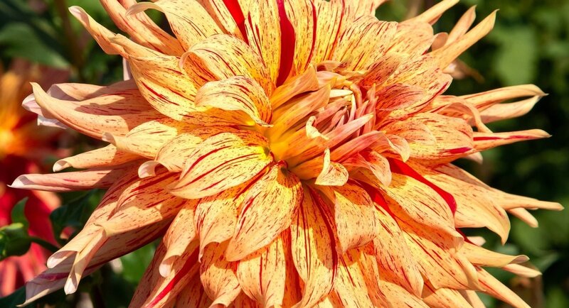 Dahlia Flower Bloom — Yellow, Vibrant, Afternoon, Photograph