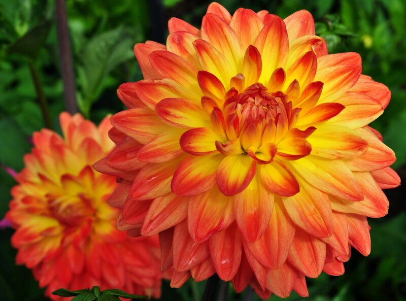 Dahlia Flower Bloom — Yellow, Vibrant, Afternoon