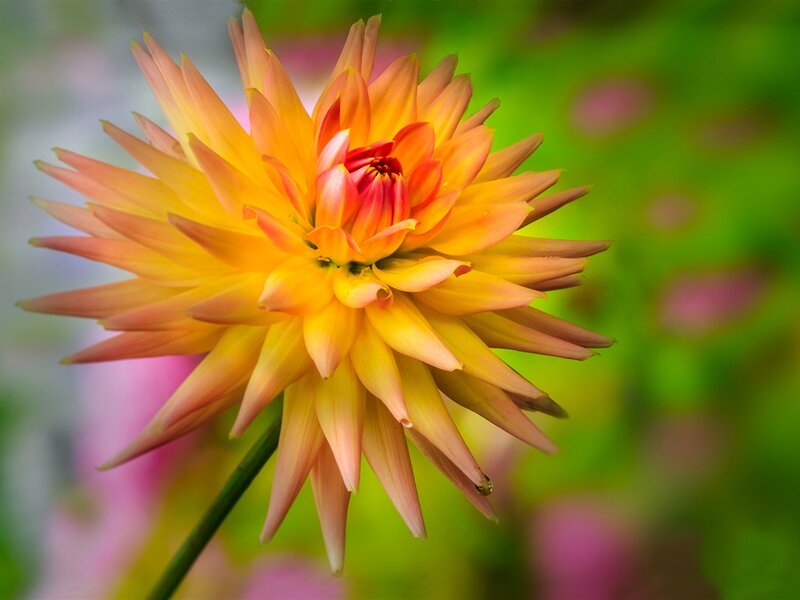 Dahlia Flower Bloom — Yellow, Vibrant