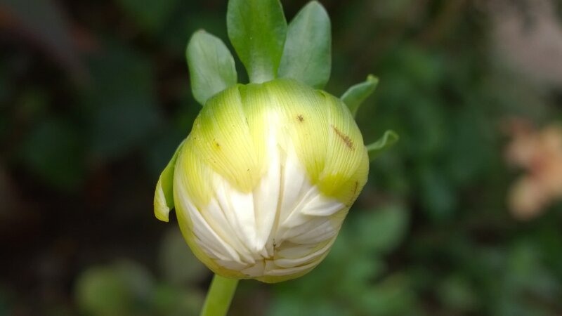 Dahlia Flower Bud — Green