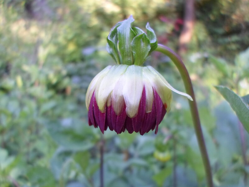 Dahlia Flower Bud — Purple