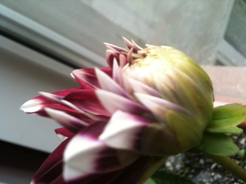 Dahlia Flower Bud