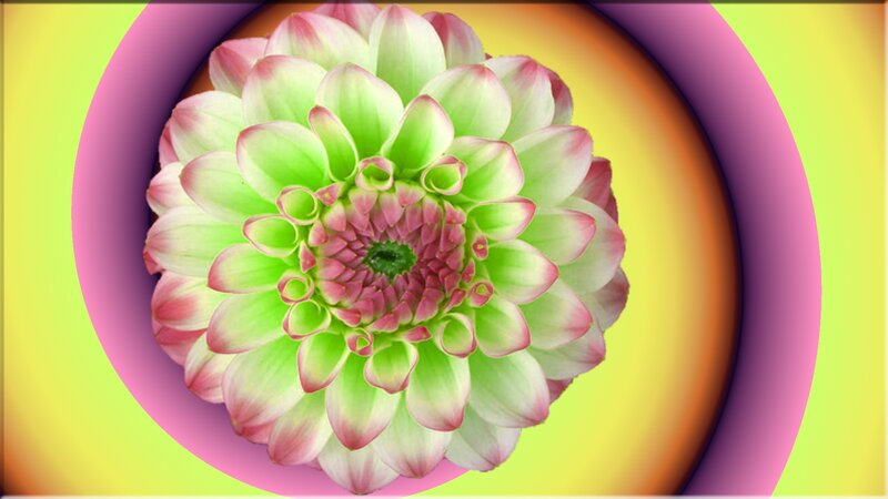Dahlia Flower Center — Green