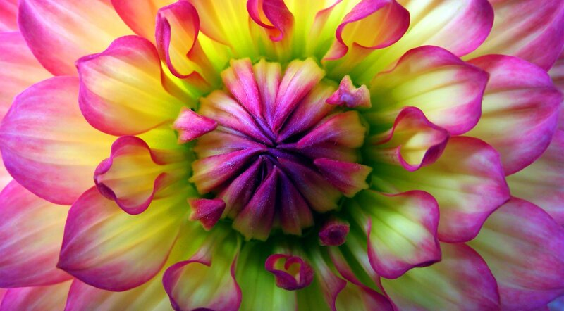 Dahlia Flower Center — Pink