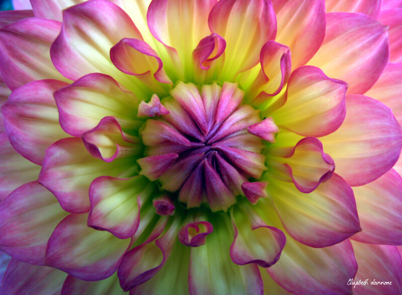 Dahlia Flower Center