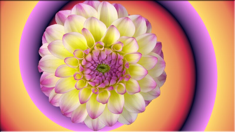 Dahlia Flower Center — Yellow