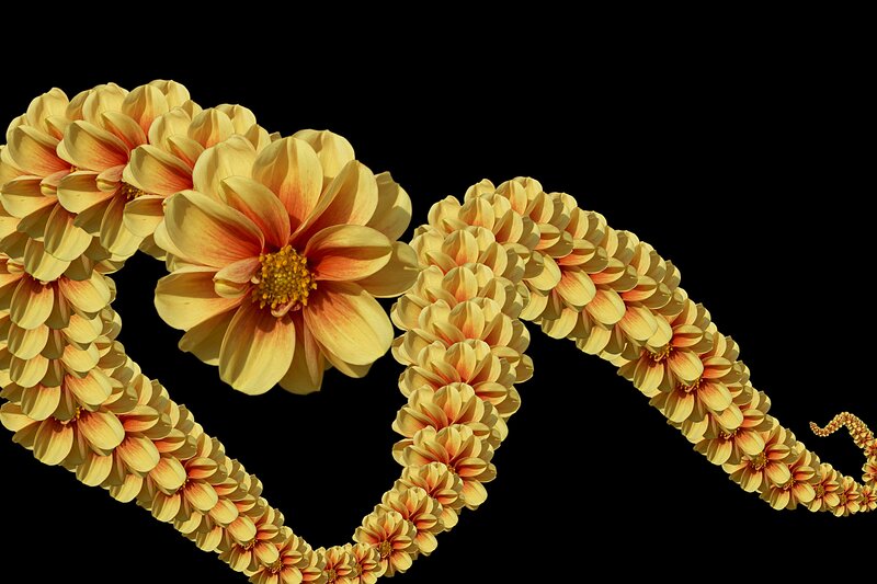 Dahlia Flower Chain