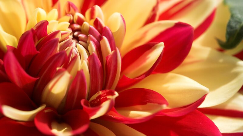 Dahlia Flower Close-up — Red