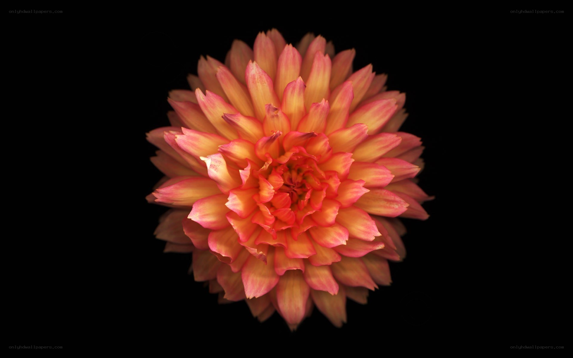 dahlia flower close-up
