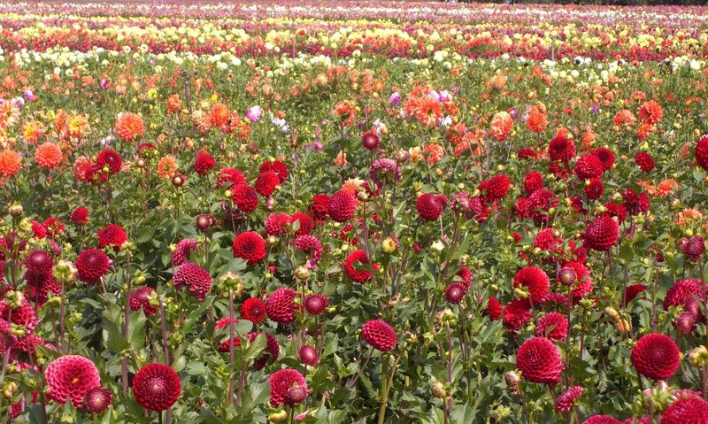 Dahlia Flower Field