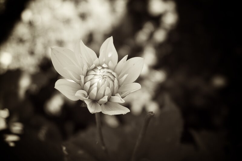 Dahlia Flower in Bloom — Black