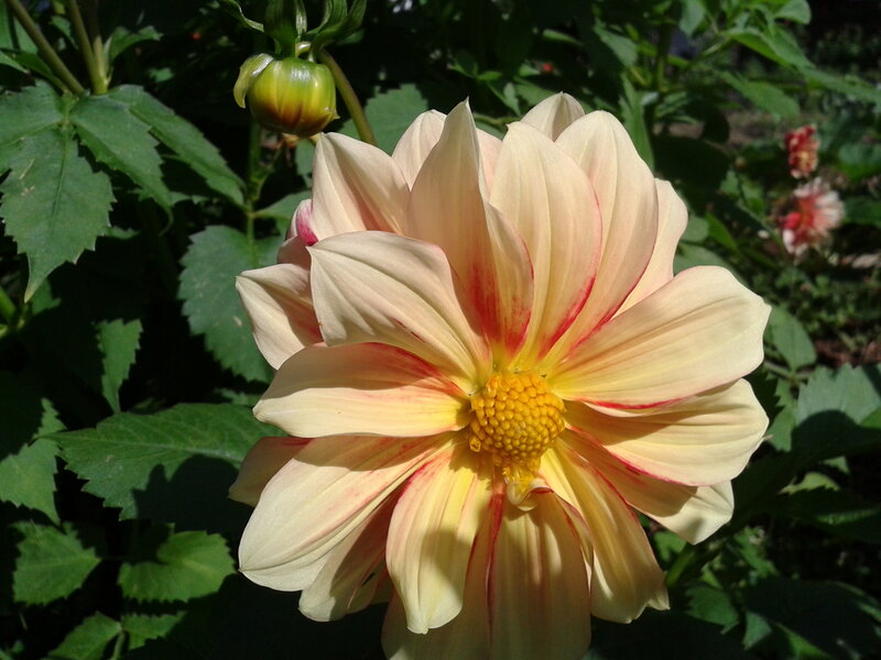 Dahlia Flower in Bloom — Cream