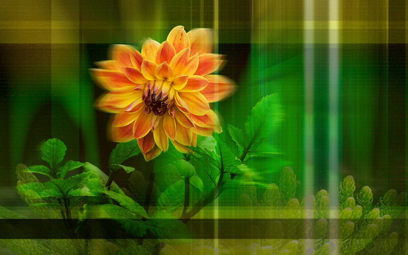 Dahlia Flower in Bloom — Green