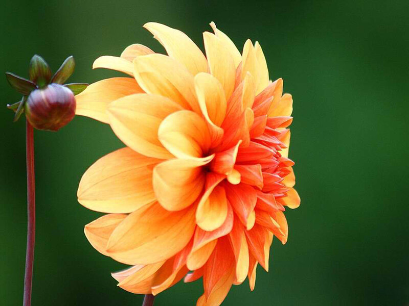 Dahlia Flower in Bloom — Orange, Calm