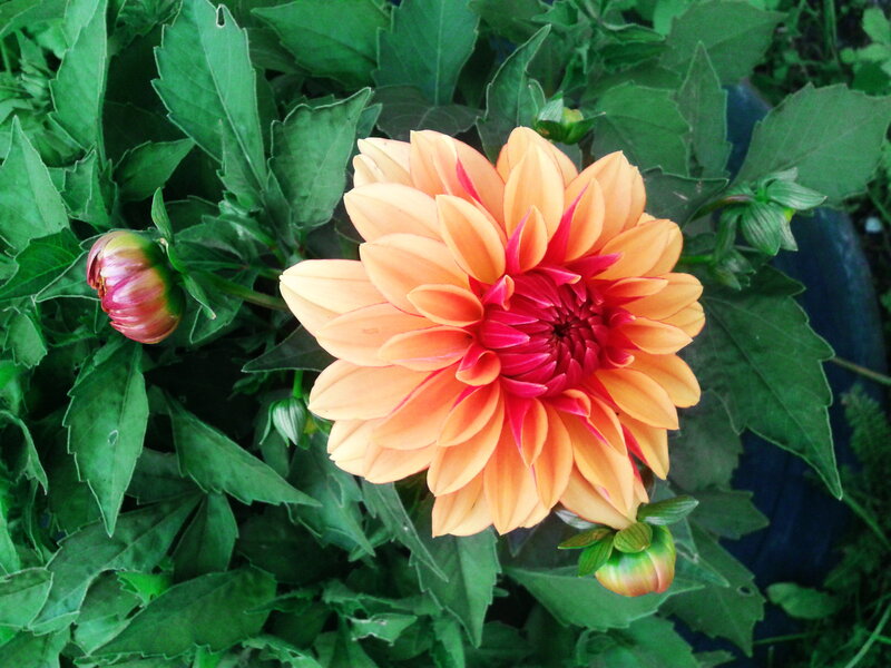 Dahlia Flower in Bloom — Orange, Natural