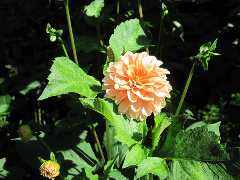 Dahlia Flower in Bloom — Orange