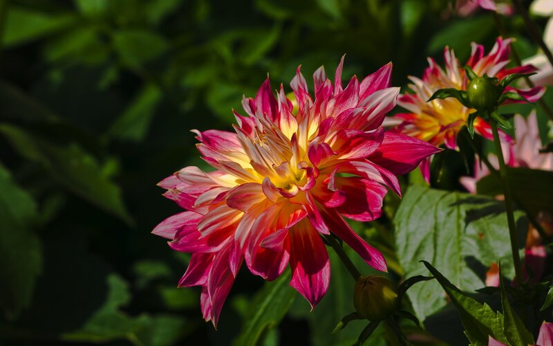 Dahlia Flower in Bloom — Pink, Natural