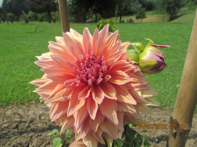 Dahlia Flower in Bloom — Pink, Serene