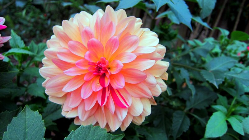 Dahlia Flower in Bloom — Pink