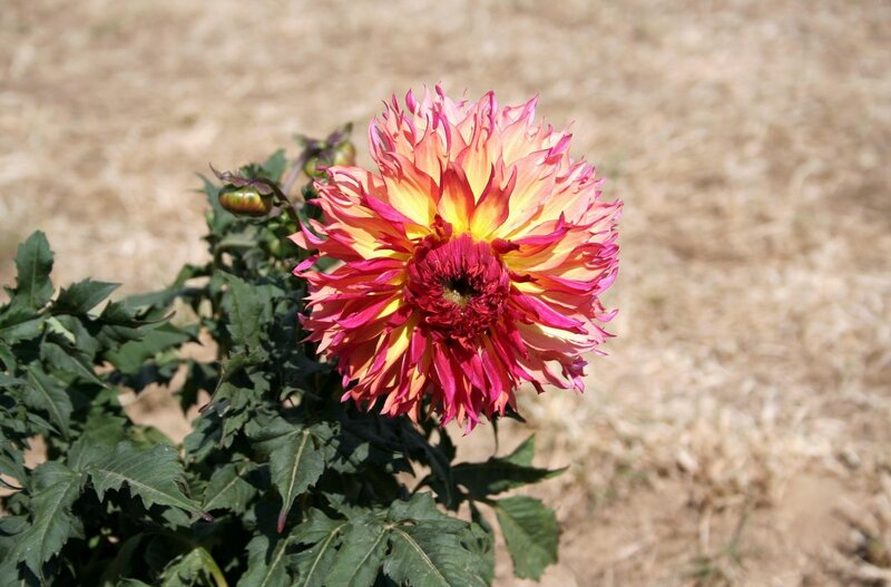 Dahlia Flower in Bloom — Red, Calm