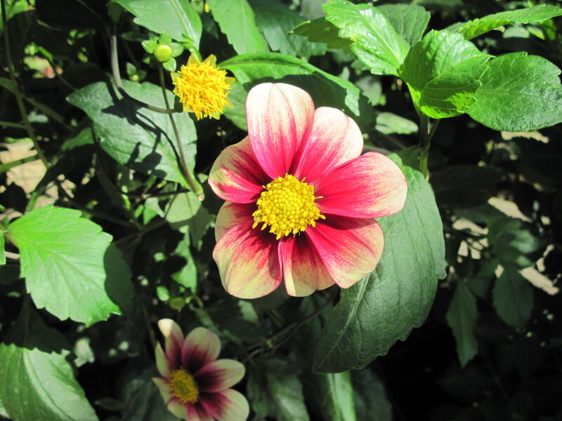 Dahlia Flower in Bloom — Red