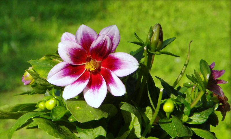 Dahlia Flower in Bloom